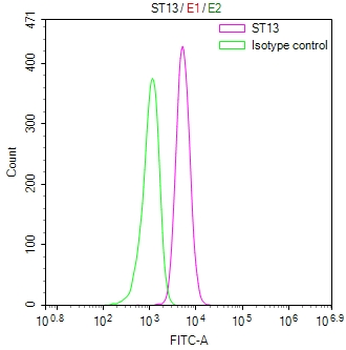 ST13 Antibody