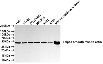 ACTA2 Antibody