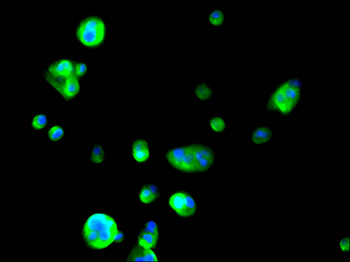 ACTA2 Antibody