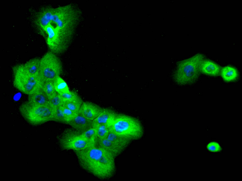 CSE1L Antibody