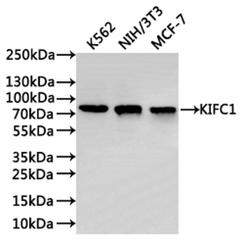 KIFC1 Antibody