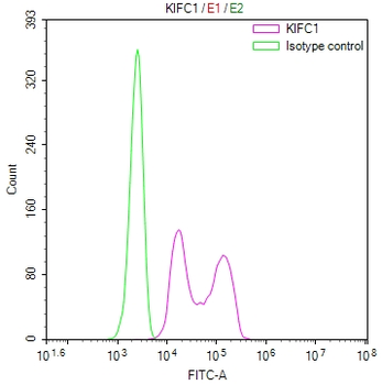 KIFC1 Antibody