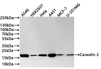 CAV2 Antibody