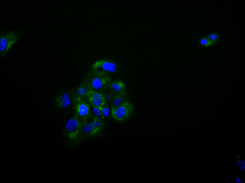 CAV2 Antibody