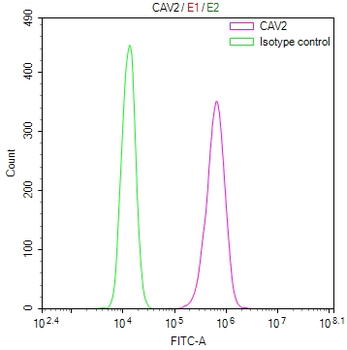 CAV2 Antibody