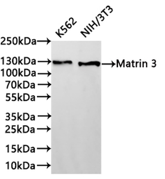 MATR3 Antibody