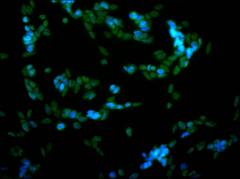 MATR3 Antibody