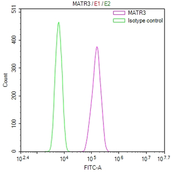 MATR3 Antibody