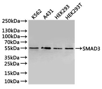 SMAD3 Antibody