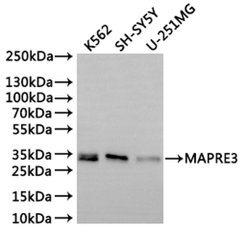 MAPRE3 Antibody