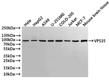 VPS35 Antibody