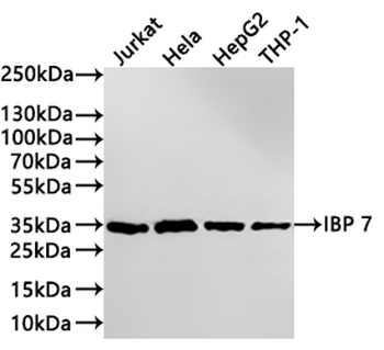 IGFBP7 Antibody