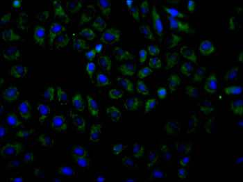 IGFBP7 Antibody