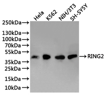 RNF2 Antibody
