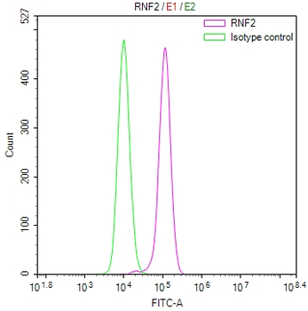 RNF2 Antibody
