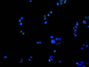 SAMHD1 Antibody