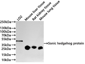 SHH Antibody