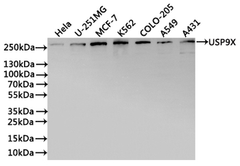 USP9X Antibody