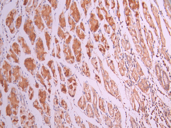 USP9X Antibody