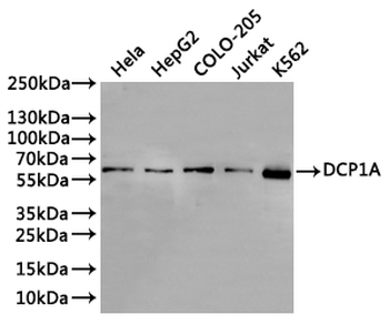 DCP1A Antibody