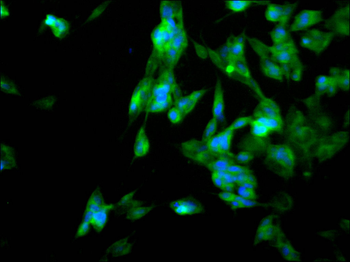 DCP1A Antibody