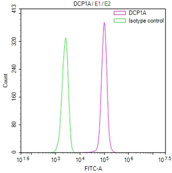 DCP1A Antibody