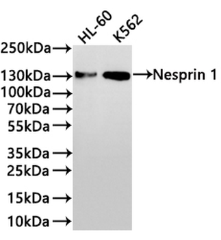 SYNE1 Antibody