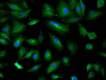SYNE1 Antibody