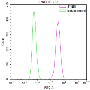 SYNE1 Antibody