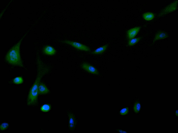 UBA1 Antibody