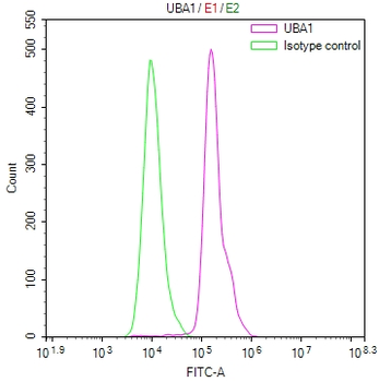 UBA1 Antibody