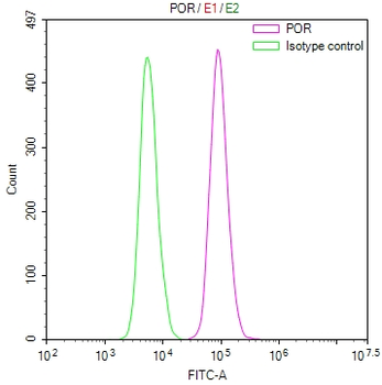 POR Antibody