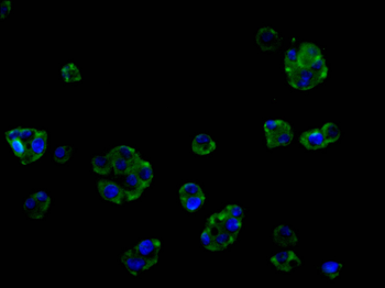 SNTA1 Antibody