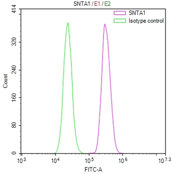 SNTA1 Antibody