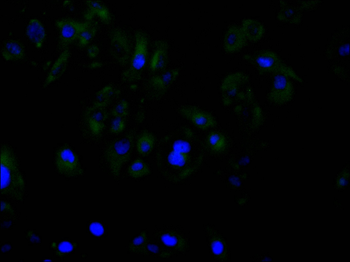 ENO1 Antibody