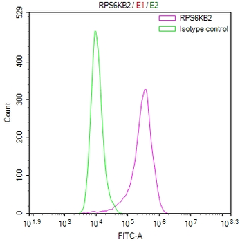 RPS6KB2 Antibody