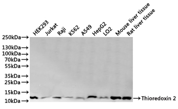 TXN2 Antibody