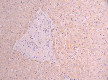 TXN2 Antibody