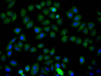 TXN2 Antibody