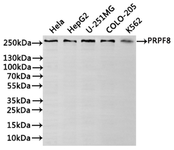 PRPF8 Antibody