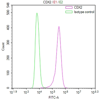 CDX2 Antibody