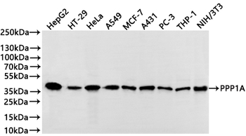 PPP1CB&PPP1CA Antibody