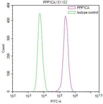 PPP1CB&PPP1CA Antibody