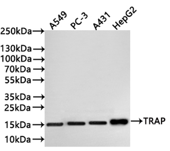TGFA Antibody