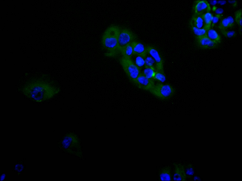 TGFA Antibody