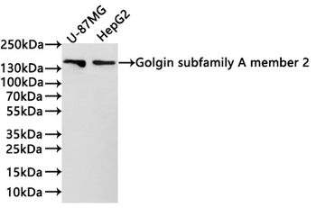 GOLGA2 Antibody