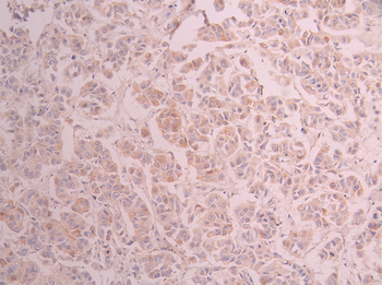 GOLGA2 Antibody