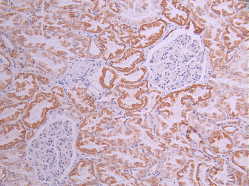 GOLGA2 Antibody