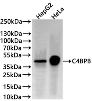 C4BPB Antibody