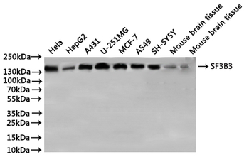 SF3B3 Antibody